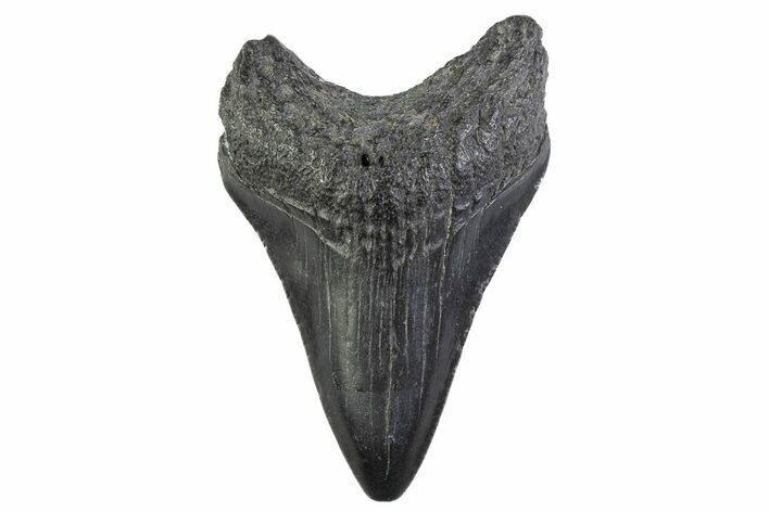 Juvenile Megalodon Tooth - South Carolina #374213